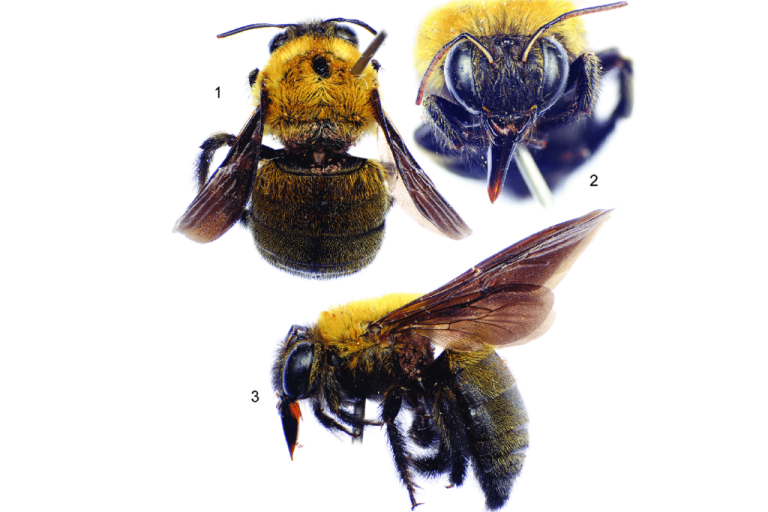 نحل السفير (Xylocopa spp)