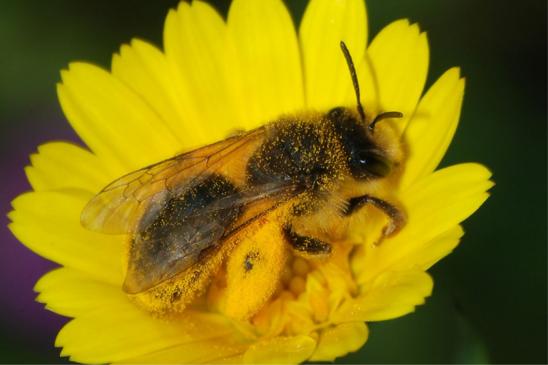 نحل الورد (Andrena spp)