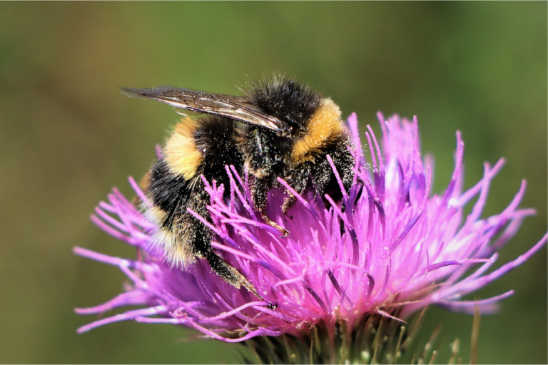 نحل الغرباء (Bombus spp)