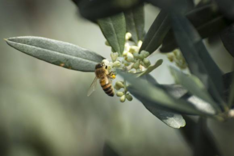 عسل الزيتون (Honeydew Honey): نكهة فريدة وفوائد صحية