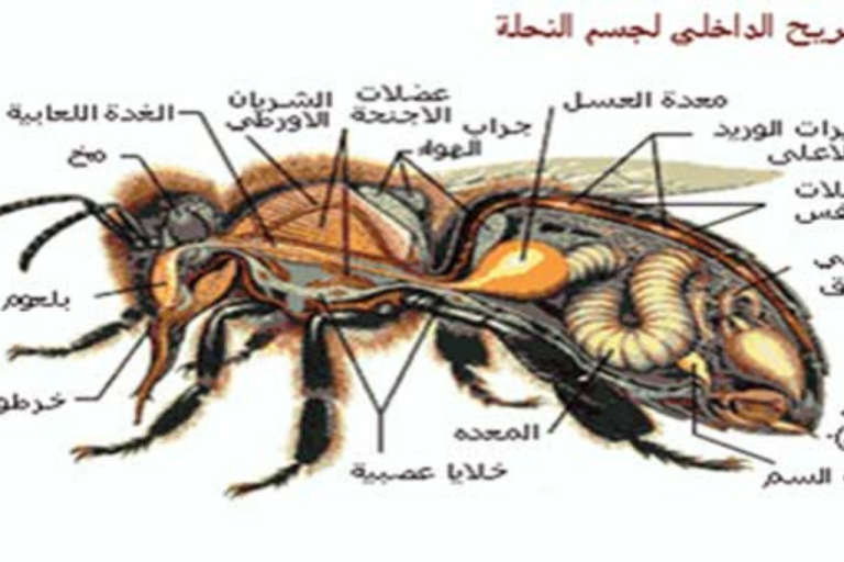 تشريح النحل: الراس والصدر والبطن