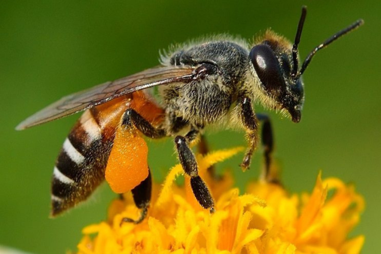 نحل البنجاب (Apis dorsata)