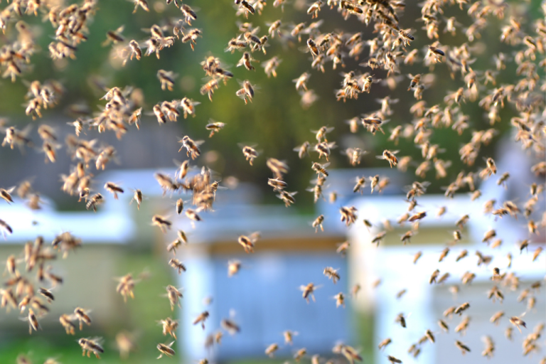 دور العوامل الوراثية في مقاومة أمراض النحل