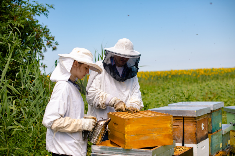 استراتيجيات تربية النحل لمكافحة الأمراض