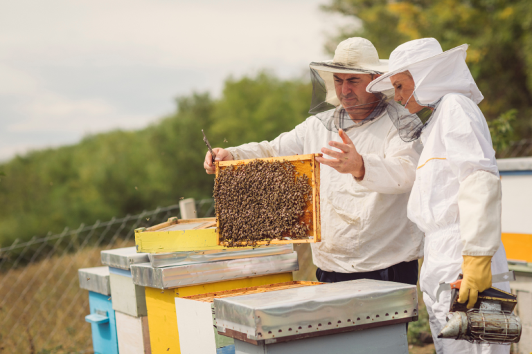 توعية مربي النحل بأفضل الممارسات للحفاظ على النحل