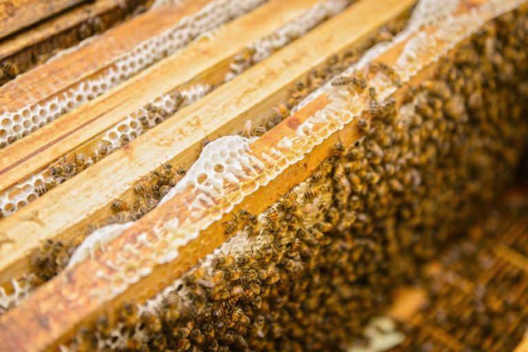 دور خلية النحل في تربية اليرقات