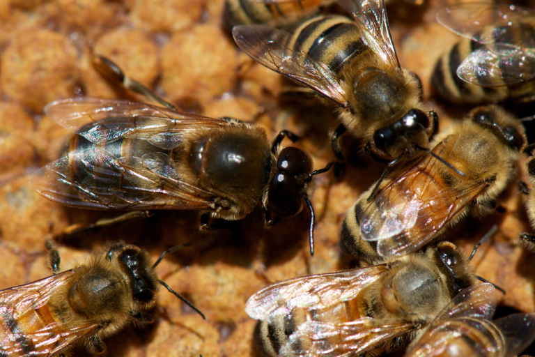 تكيف النحل مع أمراضهم