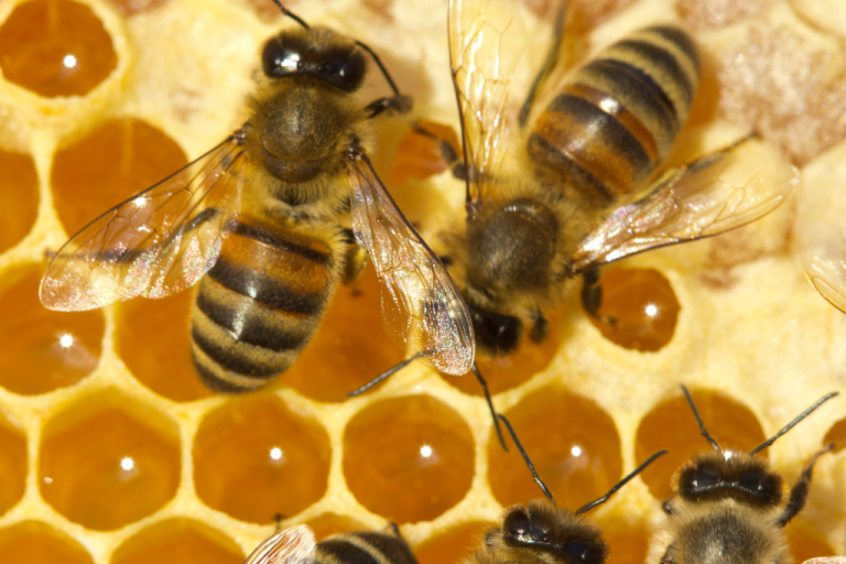 مقاومة النحل للأمراض استراتيجيات وتحديات