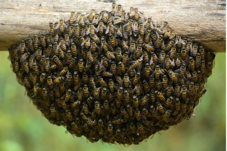 استكشاف حياة النحل الذي لا يلدغ