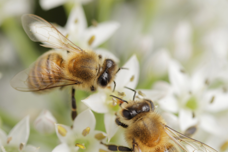 اغراض وأثار الفرمونات عند النحل