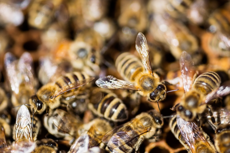 علامات السرقة عند النحل وكيفية ايقافها