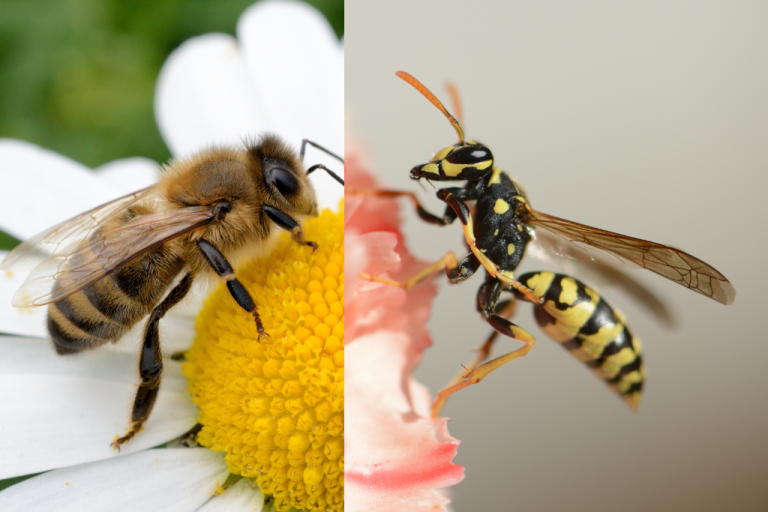 الفرق بين النحل والدبابير،كيف تفرقهم