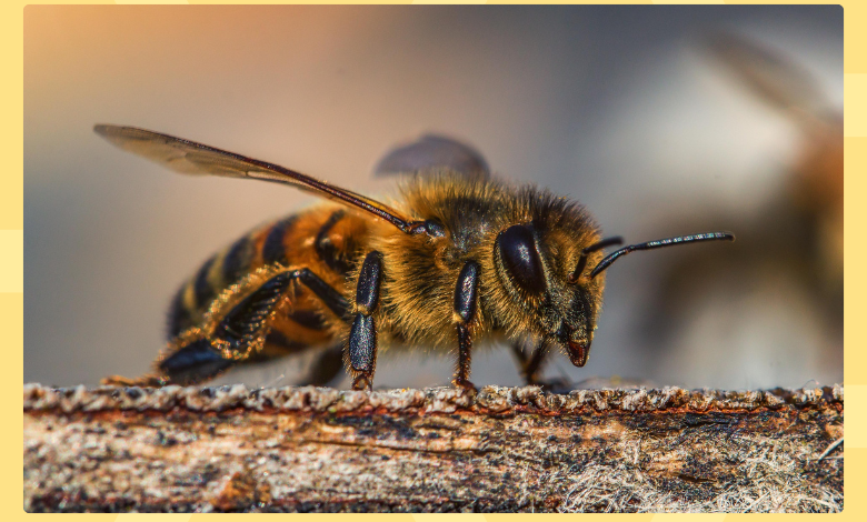 دور النحل في الحياة