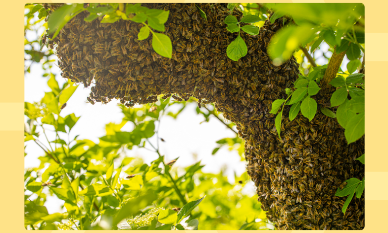 حياة النحل عالم التعاون والإنتاجية