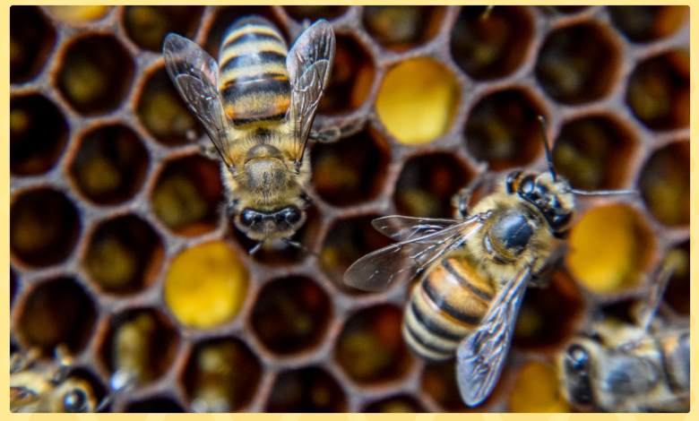 ارتفاع حرارة الجو على النحل